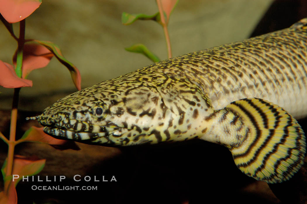 Bichir., Polypterus, natural history stock photograph, photo id 09357