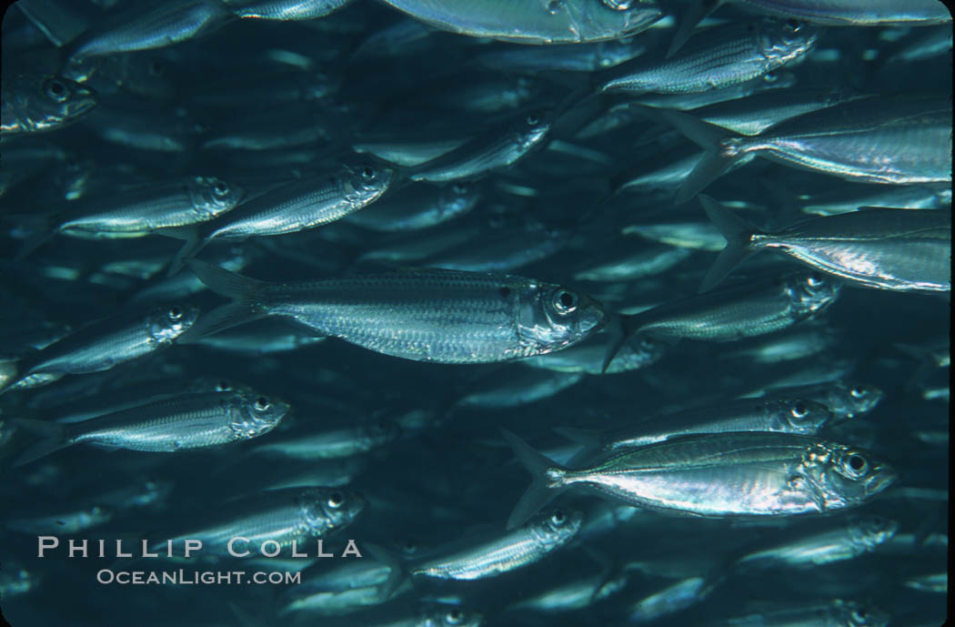 Bigeye scad, schooling. Sea of Cortez, La Paz, Baja California, Mexico, Selar crumenophthalmus, natural history stock photograph, photo id 04802