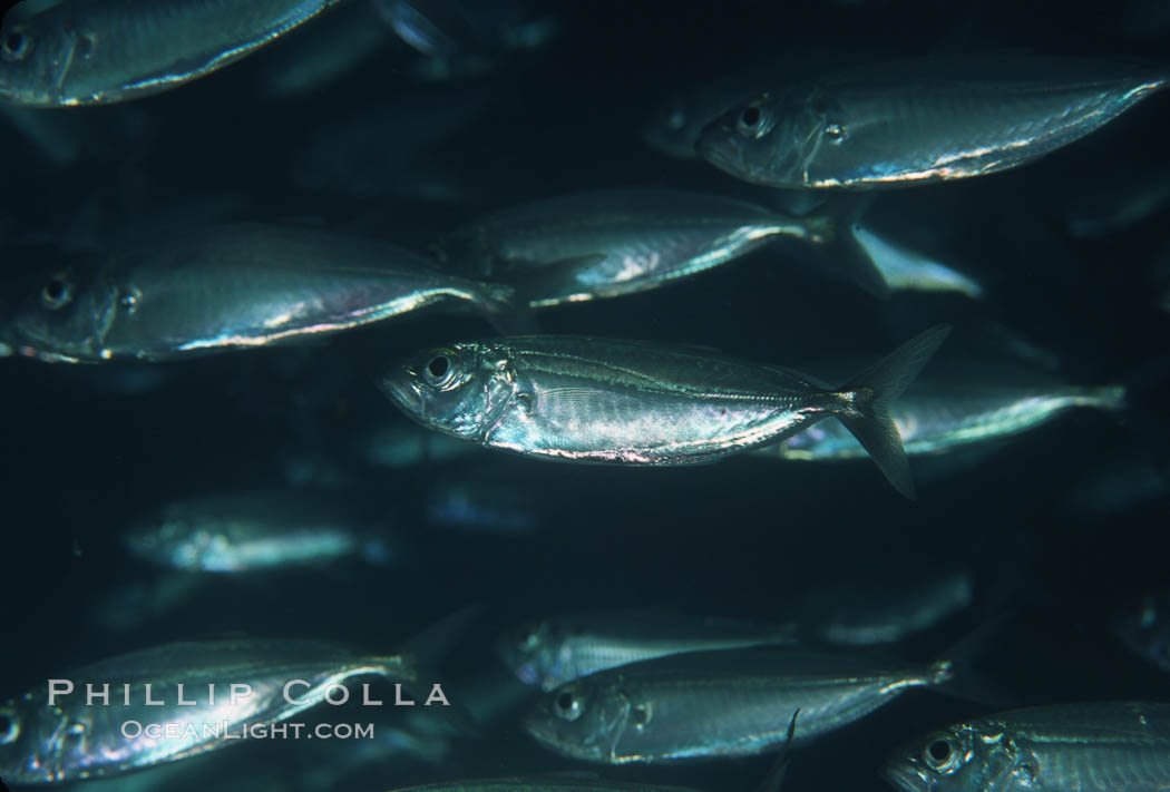 Bigeye scad, schooling. Sea of Cortez, La Paz, Baja California, Mexico, Selar crumenophthalmus, natural history stock photograph, photo id 04784