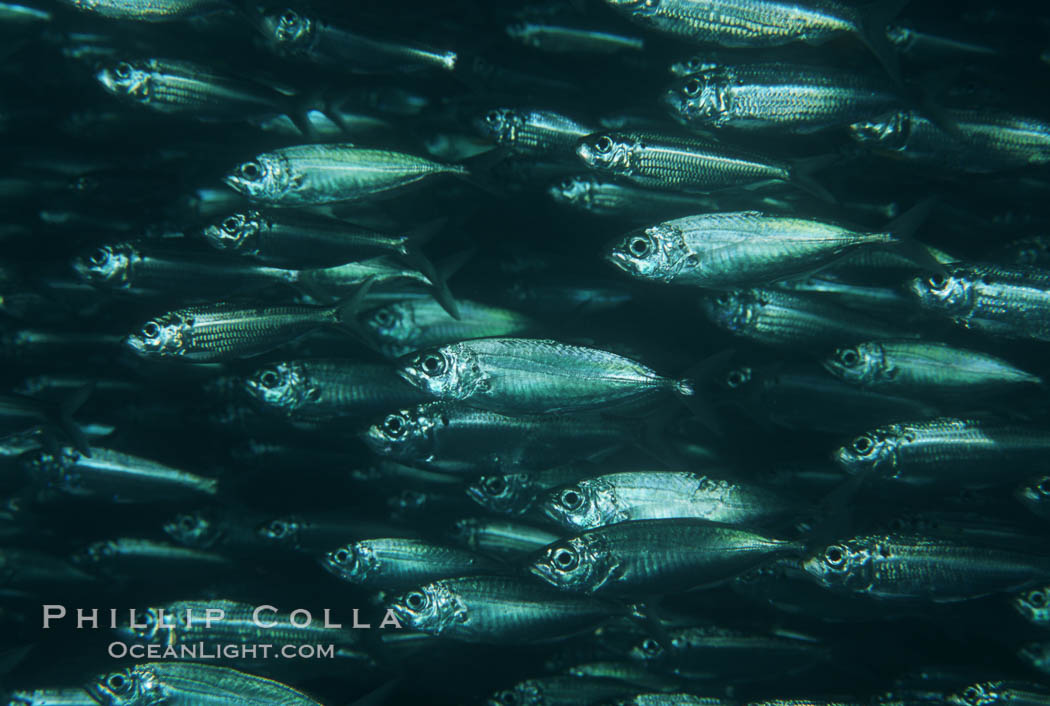 Bigeye scad, schooling, Sea of Cortez., Selar crumenophthalmus, natural history stock photograph, photo id 04808