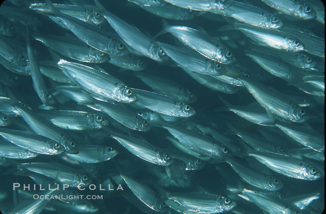 Bigeye scad, schooling. Sea of Cortez, La Paz, Baja California, Mexico, Selar crumenophthalmus, natural history stock photograph, photo id 04787