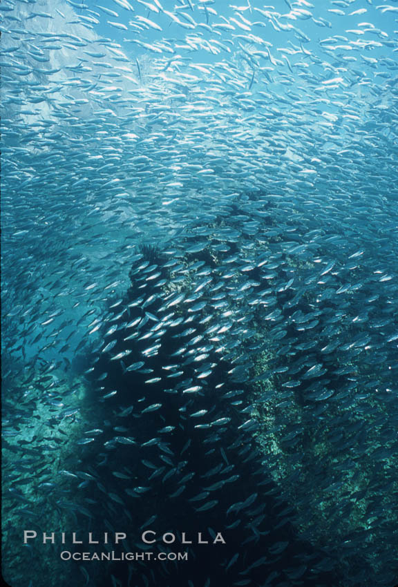 Bigeye scad, schooling. Sea of Cortez, La Paz, Baja California, Mexico, Selar crumenophthalmus, natural history stock photograph, photo id 04815