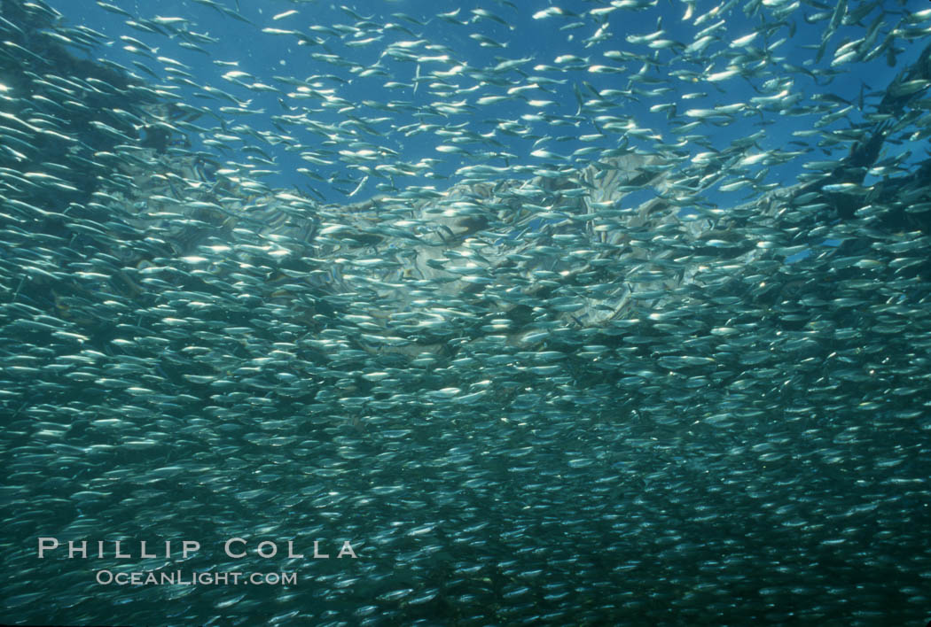 Bigeye scad, schooling, Sea of Cortez., Selar crumenophthalmus, natural history stock photograph, photo id 00305