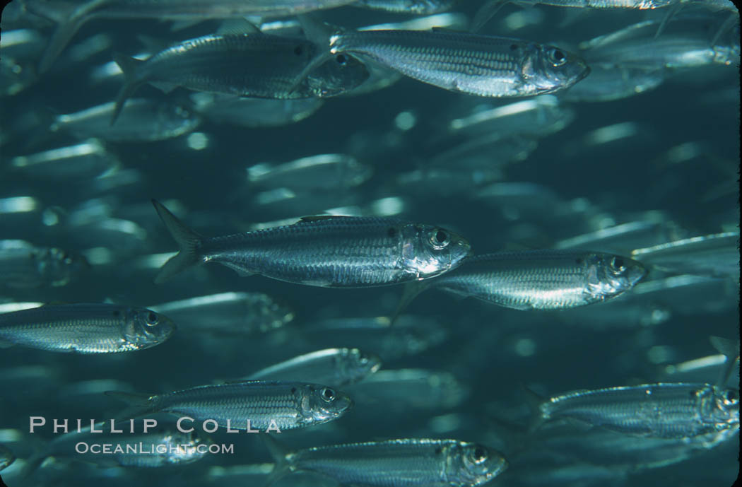 Bigeye scad, schooling. Sea of Cortez, La Paz, Baja California, Mexico, Selar crumenophthalmus, natural history stock photograph, photo id 04781