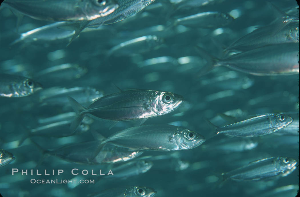 Bigeye scad, schooling. Sea of Cortez, La Paz, Baja California, Mexico, Selar crumenophthalmus, natural history stock photograph, photo id 04782