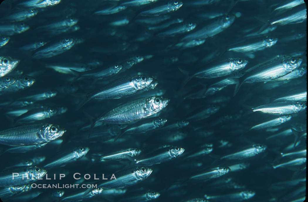 Bigeye scad, schooling. Sea of Cortez, La Paz, Baja California, Mexico, Selar crumenophthalmus, natural history stock photograph, photo id 04806