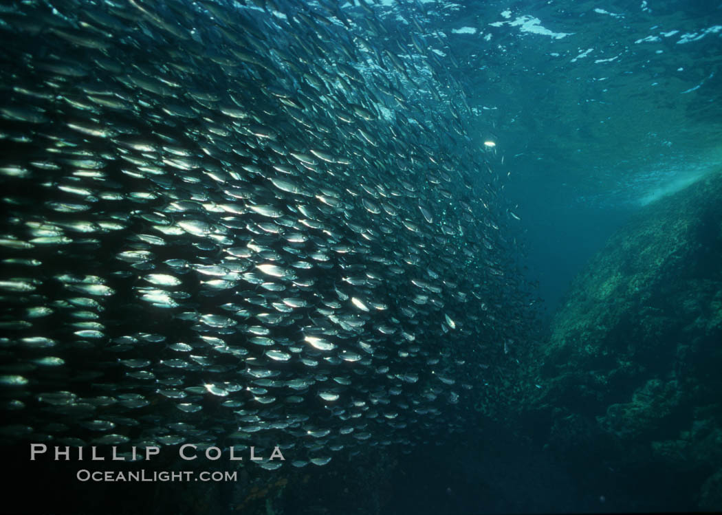 Bigeye scad, schooling, Sea of Cortez., Selar crumenophthalmus, natural history stock photograph, photo id 07058