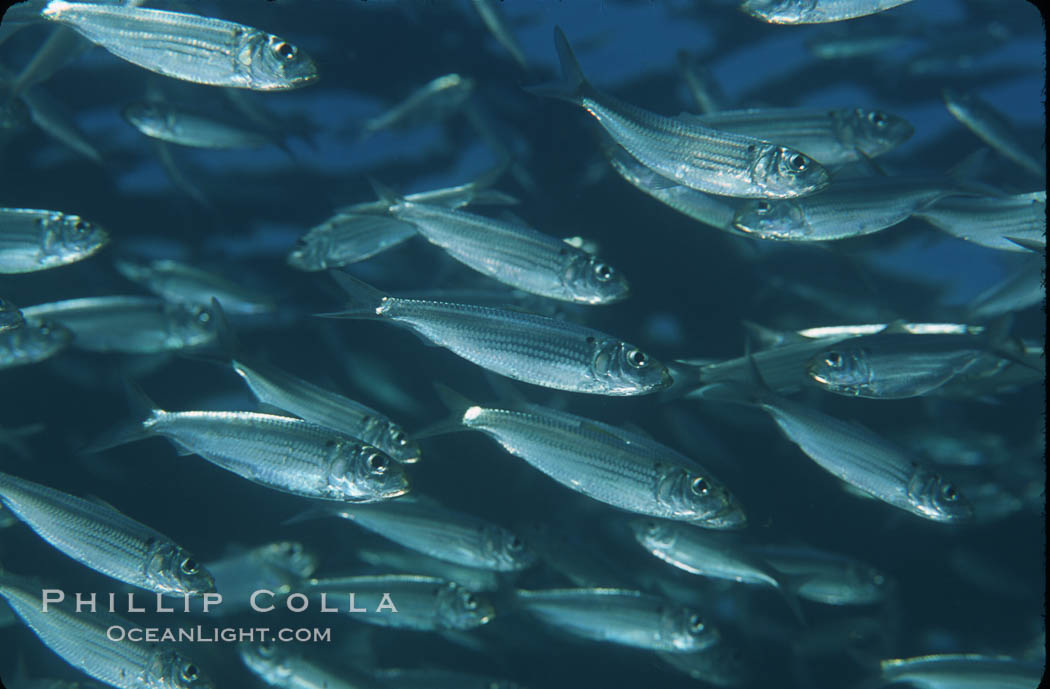 Bigeye scad, schooling. Sea of Cortez, La Paz, Baja California, Mexico, Selar crumenophthalmus, natural history stock photograph, photo id 04788