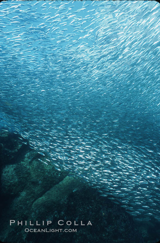 Bigeye scad, schooling. Sea of Cortez, La Paz, Baja California, Mexico, Selar crumenophthalmus, natural history stock photograph, photo id 04816