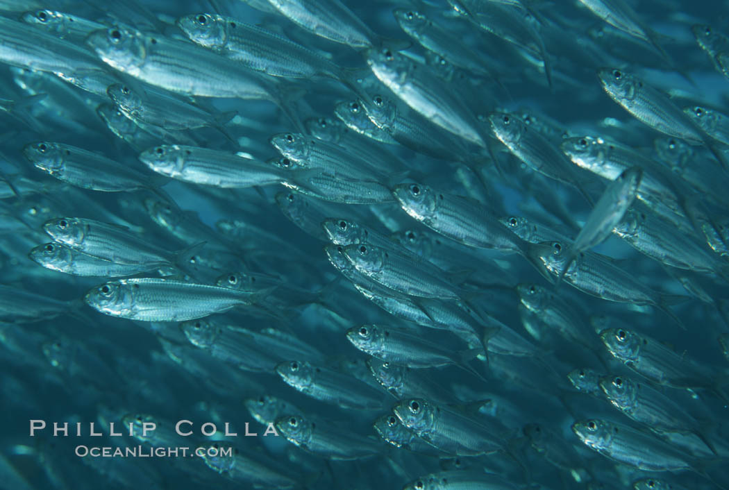 Bigeye scad, schooling, Sea of Cortez., Selar crumenophthalmus, natural history stock photograph, photo id 04803