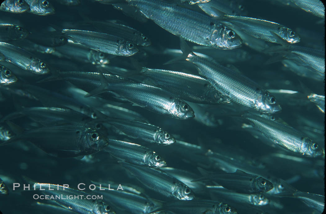 Bigeye scad, schooling. Sea of Cortez, La Paz, Baja California, Mexico, Selar crumenophthalmus, natural history stock photograph, photo id 04785