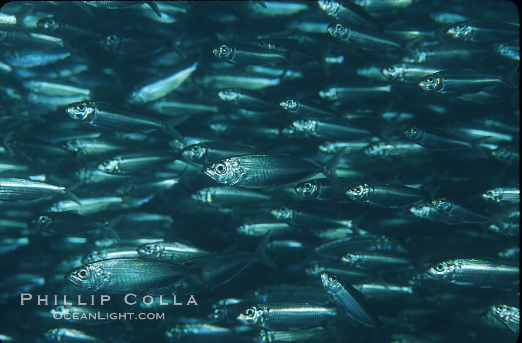 Bigeye scad, schooling. Sea of Cortez, La Paz, Baja California, Mexico, Selar crumenophthalmus, natural history stock photograph, photo id 04809