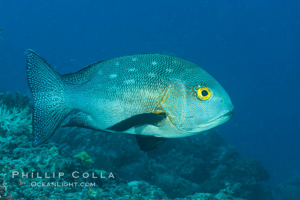 Midnight Snapper, Fiji. Makogai Island, Lomaiviti Archipelago, Macolor macularis, natural history stock photograph, photo id 31557