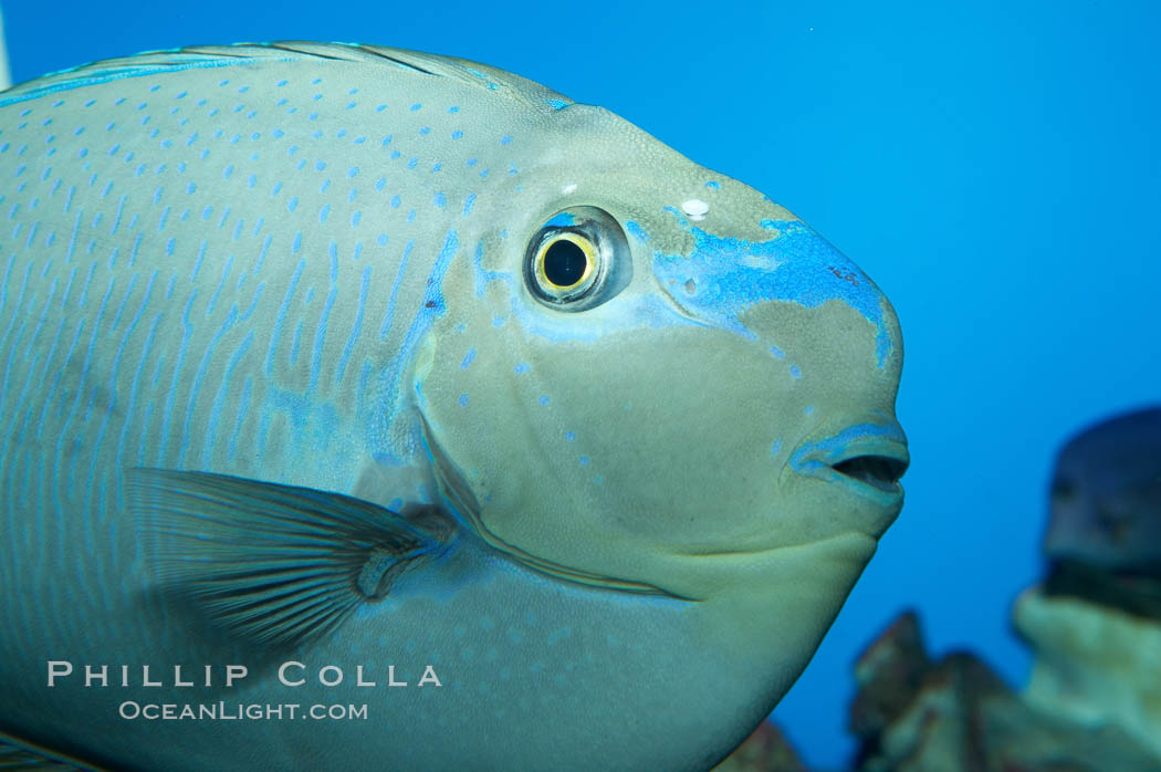 Big-nosed unicornfish., Naso vlamingii, natural history stock photograph, photo id 11770