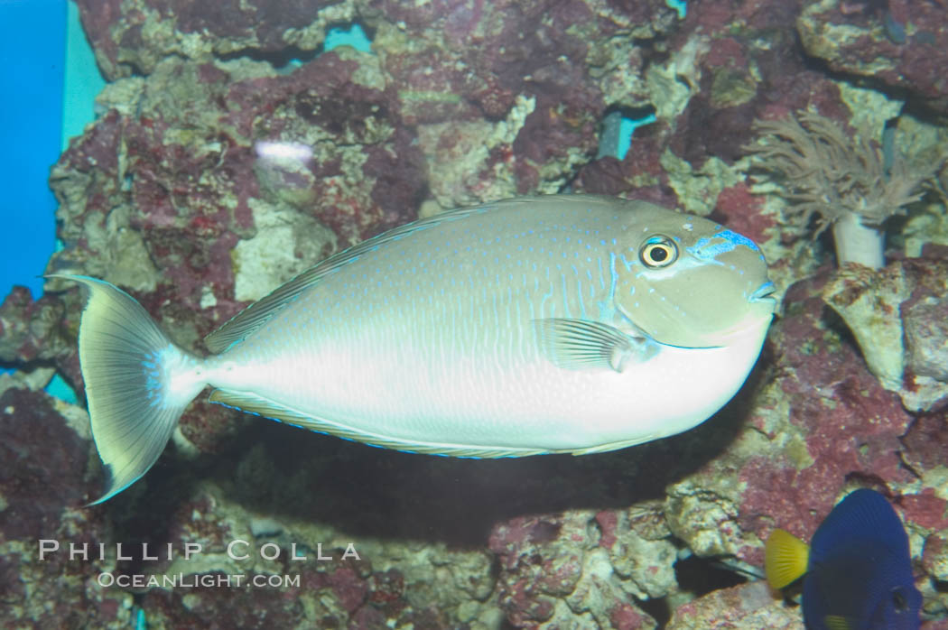 Big-nosed unicornfish., Naso vlamingii, natural history stock photograph, photo id 07932