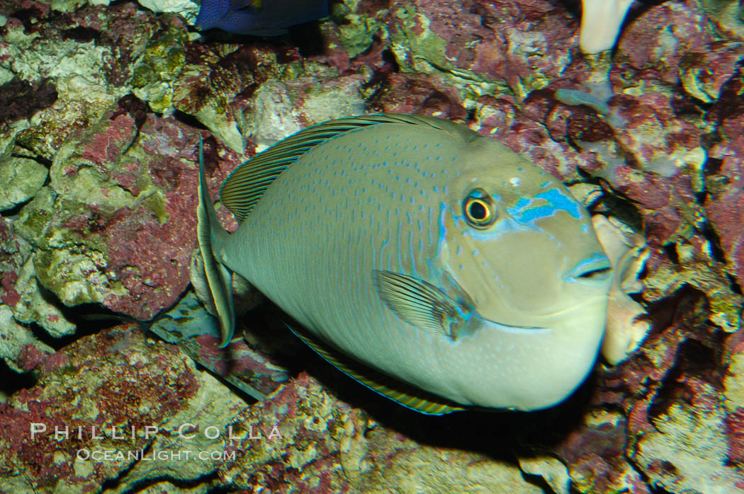 Big-nosed unicornfish., Naso vlamingii, natural history stock photograph, photo id 08687