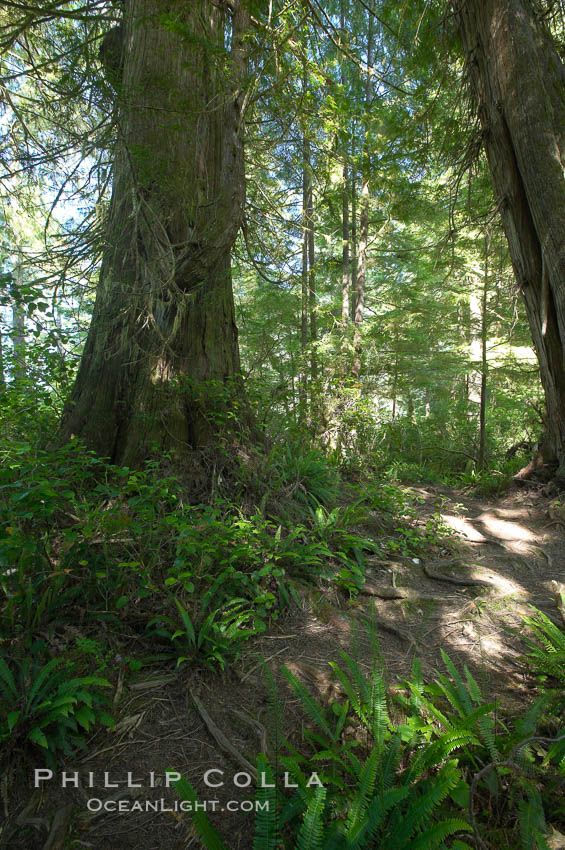 The Big Tree Trail on Meares Island, temperate rainforest home to huge red cedar and spruce trees. Meares Island Big Trees Trail, Tofino, British Columbia, Canada, natural history stock photograph, photo id 21066