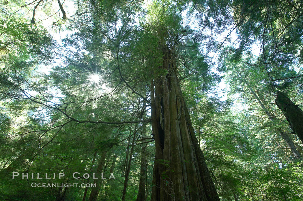 The Big Tree Trail on Meares Island, temperate rainforest home to huge red cedar and spruce trees. Meares Island Big Trees Trail, Tofino, British Columbia, Canada, natural history stock photograph, photo id 21064