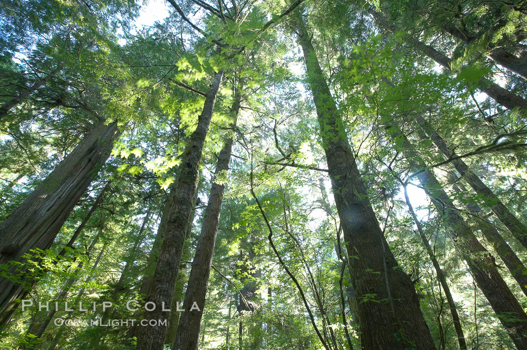 The Big Tree Trail on Meares Island, temperate rainforest home to huge red cedar and spruce trees. Meares Island Big Trees Trail, Tofino, British Columbia, Canada, natural history stock photograph, photo id 21067