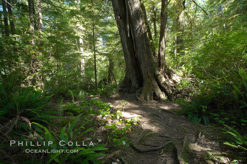 The Big Tree Trail on Meares Island, temperate rainforest home to huge red cedar and spruce trees. Meares Island Big Trees Trail, Tofino, British Columbia, Canada, natural history stock photograph, photo id 21065