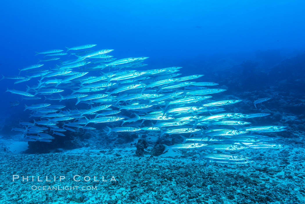 Bigeye Barracuda schooling in Nigali Pass, Fiji. Nigali Passage, Gau Island, Lomaiviti Archipelago, natural history stock photograph, photo id 31329