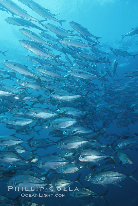 Jacks schooling. Cocos Island, Costa Rica, Caranx sexfasciatus, natural history stock photograph, photo id 05278