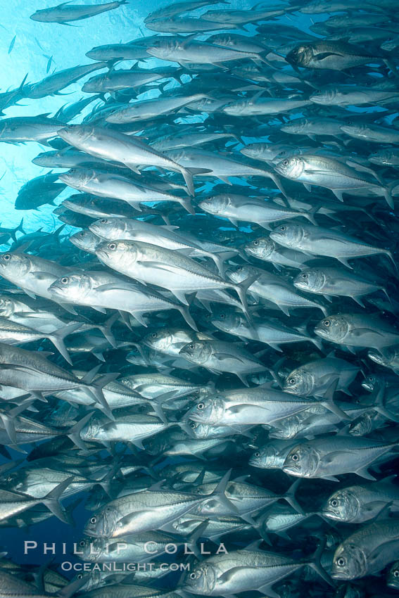 Bigeye trevally jacks, schooling. Darwin Island, Galapagos Islands, Ecuador, Caranx sexfasciatus, natural history stock photograph, photo id 16352