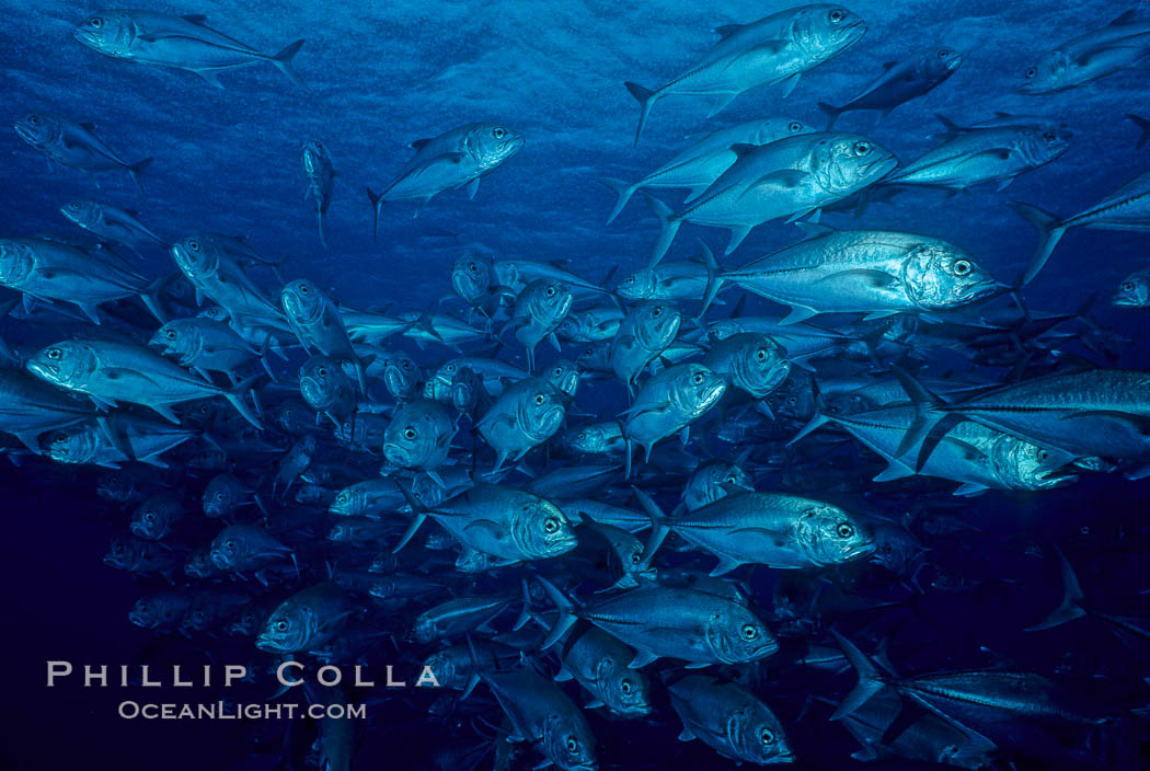 Horse-eyed jacks. Cocos Island, Costa Rica, Caranx sexfasciatus, natural history stock photograph, photo id 02015