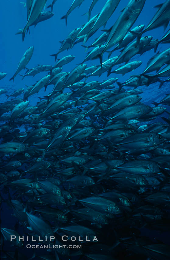 Horse-eyed jacks, Las Animas, Sea of Cortez., Caranx sexfasciatus, natural history stock photograph, photo id 02751