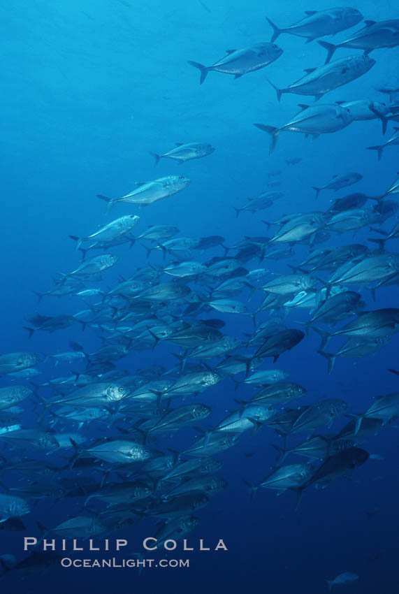 Bigeye jacks. Darwin Island, Galapagos Islands, Ecuador, Caranx sexfasciatus, natural history stock photograph, photo id 01849