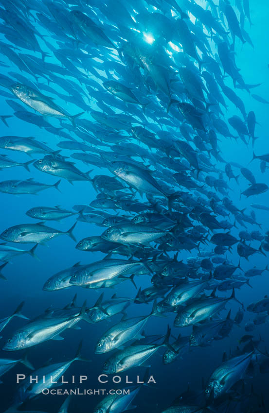 Jacks schooling. Cocos Island, Costa Rica, Caranx sexfasciatus, natural history stock photograph, photo id 05281