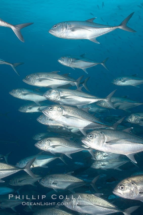 Bigeye trevally jacks, schooling. Darwin Island, Galapagos Islands, Ecuador, Caranx sexfasciatus, natural history stock photograph, photo id 16349