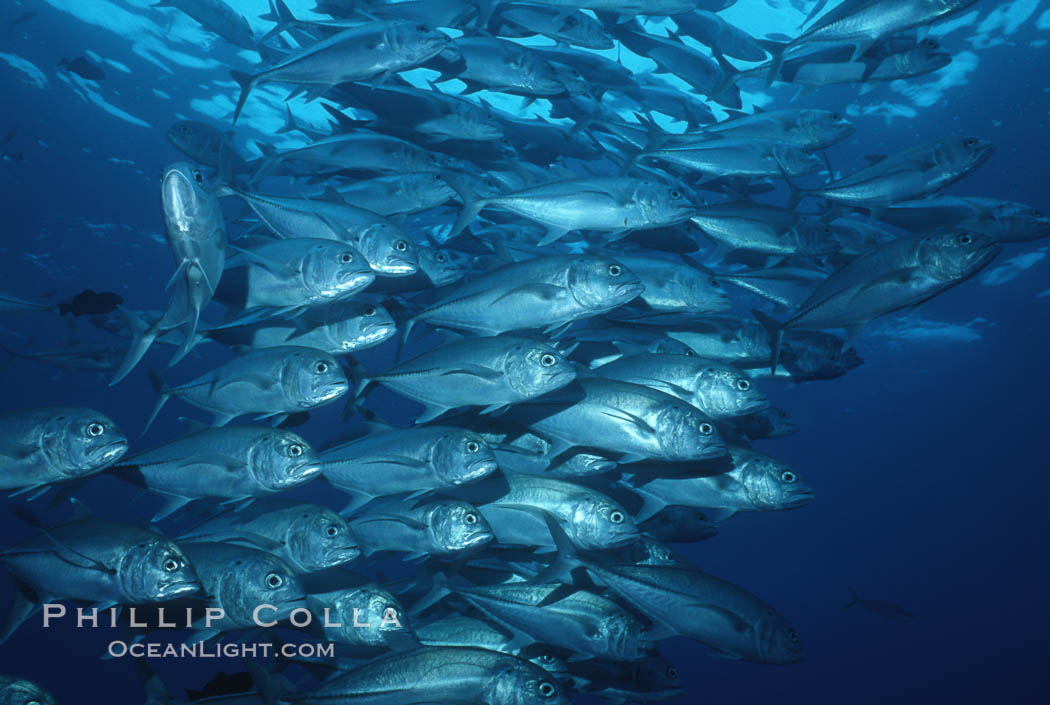 Horse-eyed jacks, Darwin. Darwin Island, Galapagos Islands, Ecuador, Caranx sexfasciatus, natural history stock photograph, photo id 02750