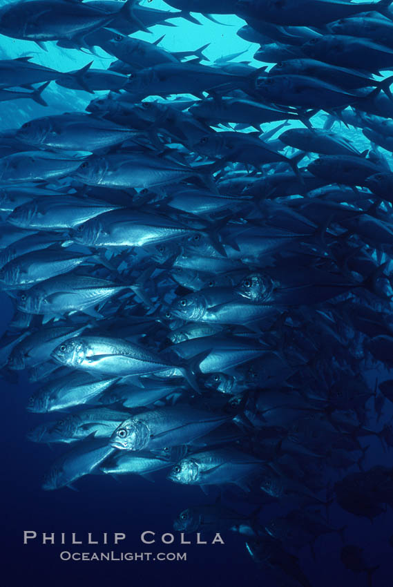 Jacks schooling. Cocos Island, Costa Rica, Caranx sexfasciatus, natural history stock photograph, photo id 05274