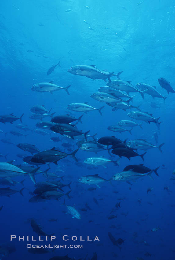 Bigeye jacks. Darwin Island, Galapagos Islands, Ecuador, Caranx sexfasciatus, natural history stock photograph, photo id 01848