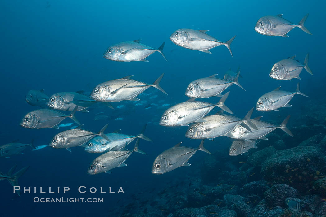 Bigeye trevally jacks, schooling. Darwin Island, Galapagos Islands, Ecuador, Caranx sexfasciatus, natural history stock photograph, photo id 16348