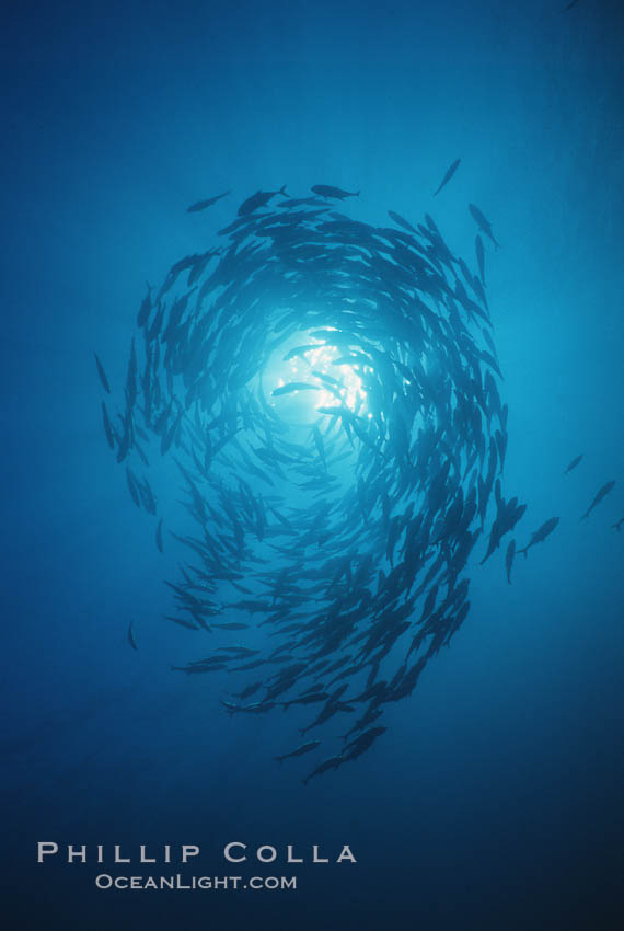 Jacks schooling. Cocos Island, Costa Rica, Caranx sexfasciatus, natural history stock photograph, photo id 05283