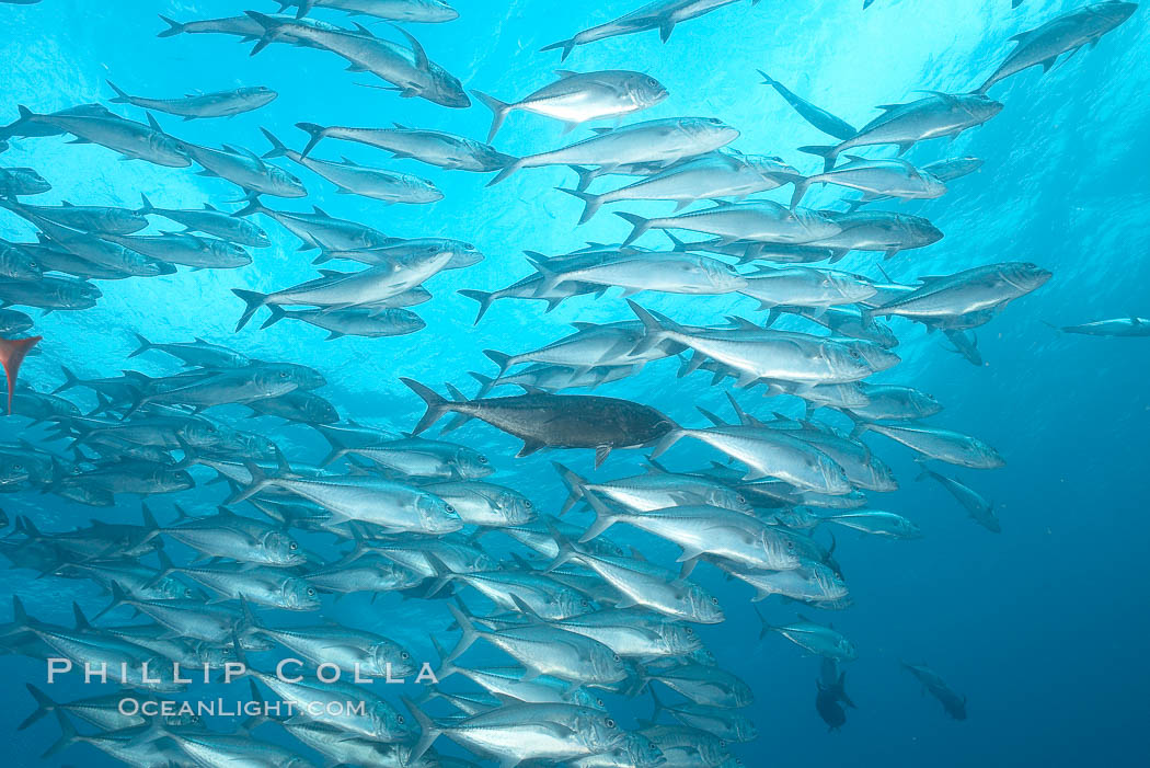 Bigeye trevally jacks, schooling. Darwin Island, Galapagos Islands, Ecuador, Caranx sexfasciatus, natural history stock photograph, photo id 16351