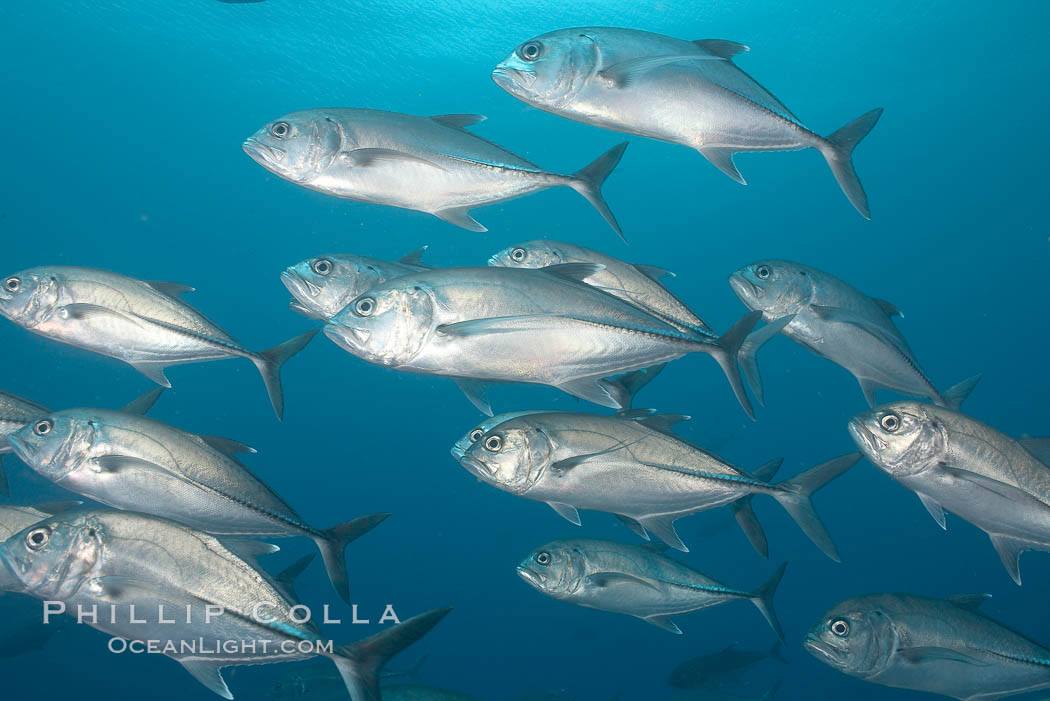 Bigeye trevally jacks, schooling. Darwin Island, Galapagos Islands, Ecuador, Caranx sexfasciatus, natural history stock photograph, photo id 16345