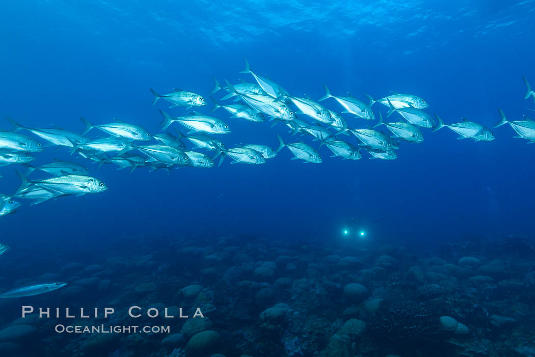 Bigeye Trevally, Bigeye Jacks, Caranx sexfasciatus, Clipperton Island. France, natural history stock photograph, photo id 33042