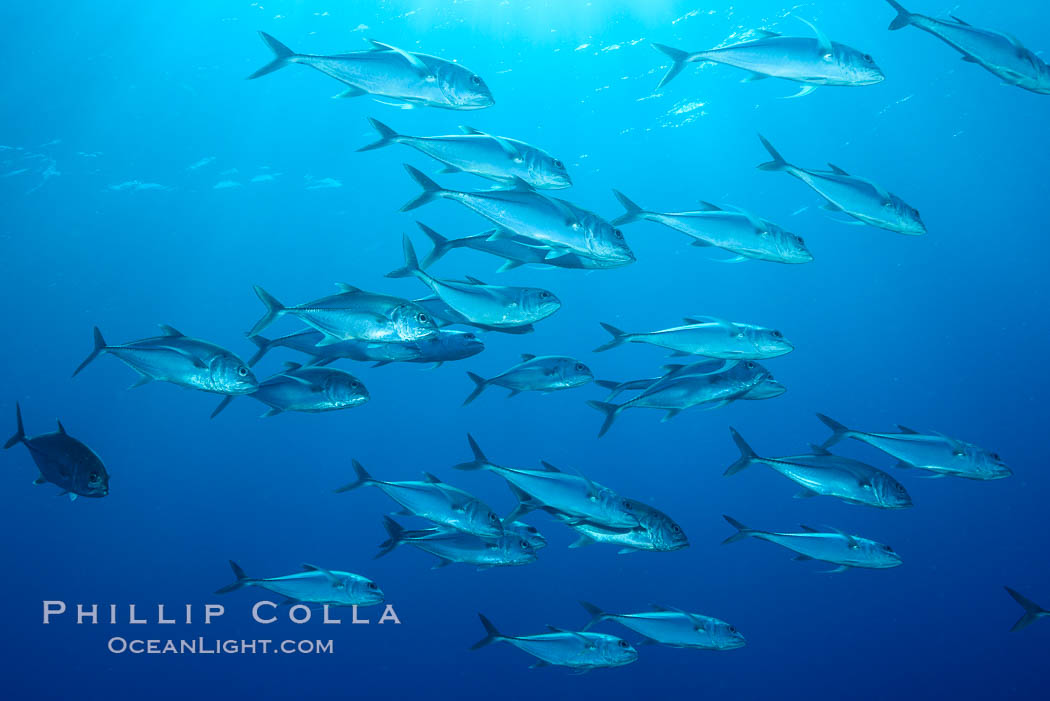 Bigeye Trevally, Bigeye Jacks, Caranx sexfasciatus, Clipperton Island. France, natural history stock photograph, photo id 33056