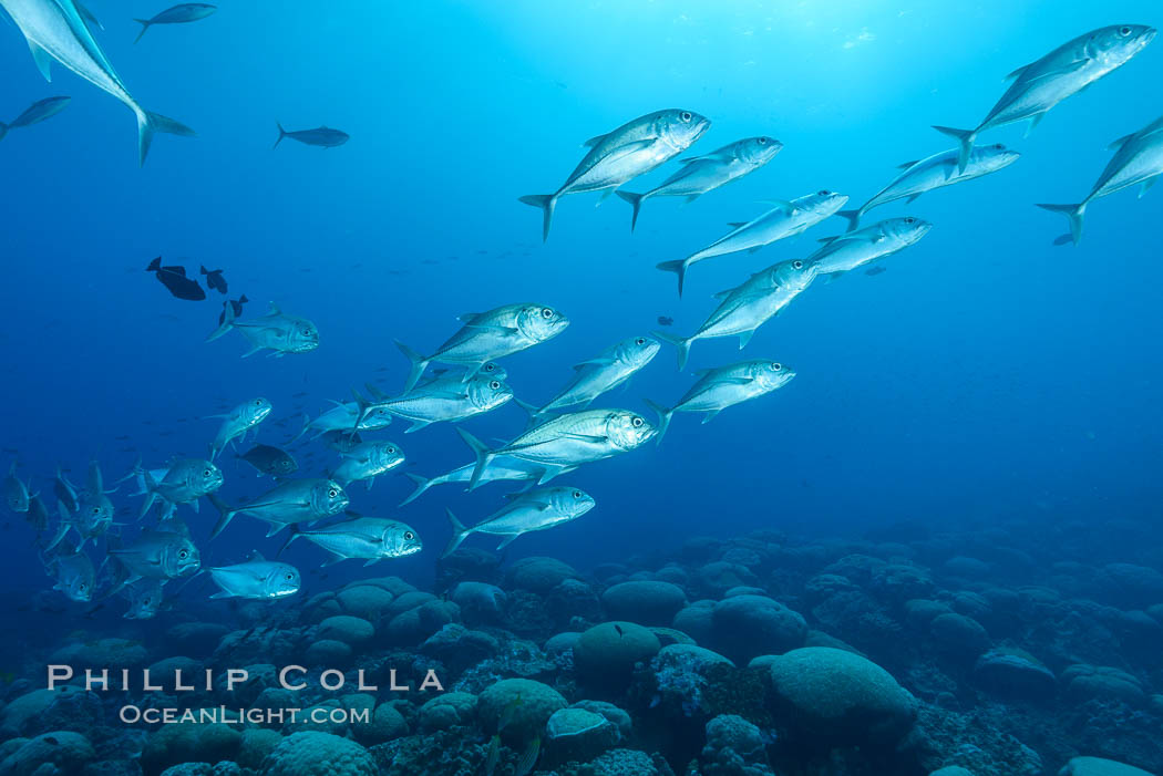 Bigeye Trevally, Bigeye Jacks, Caranx sexfasciatus, Clipperton Island. France, natural history stock photograph, photo id 32953