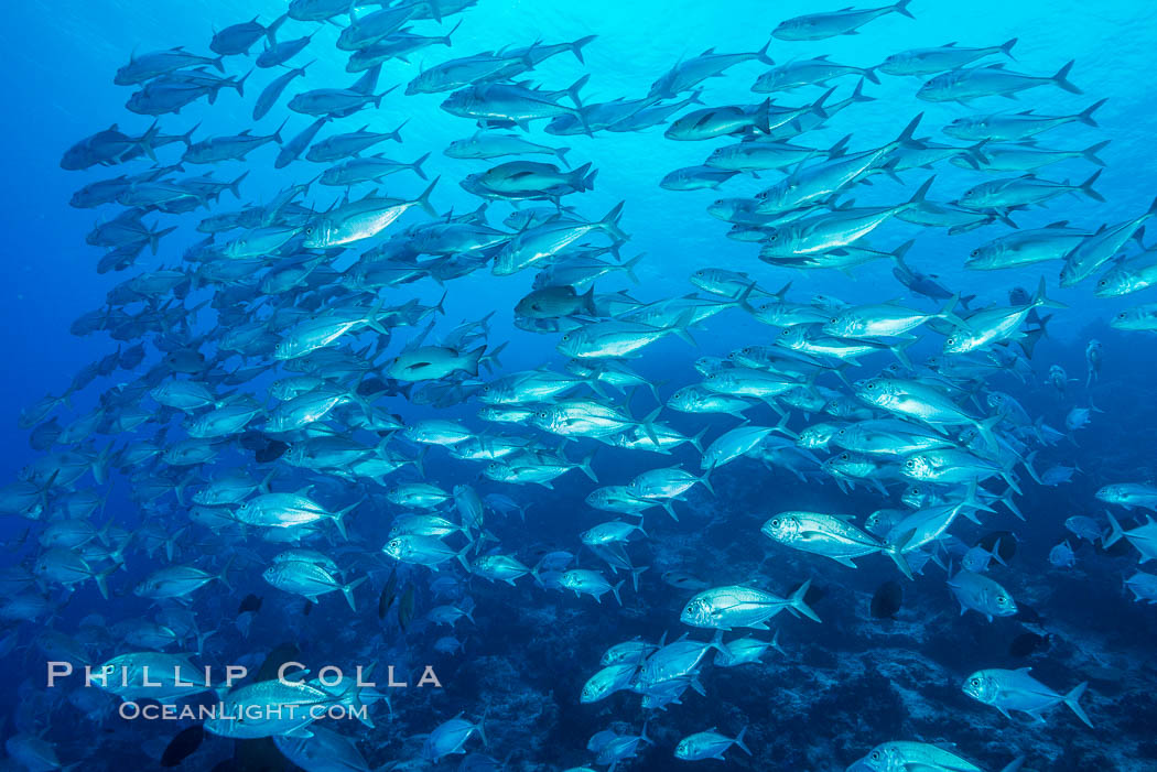 Bigeye Trevally Jacks, Schooling, Fiji. Nigali Passage, Gau Island, Lomaiviti Archipelago, natural history stock photograph, photo id 31390