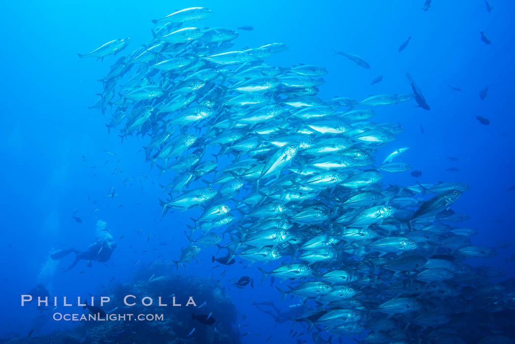 Bigeye Trevally Jacks, Schooling, Fiji. Namena Marine Reserve, Namena Island, natural history stock photograph, photo id 31365