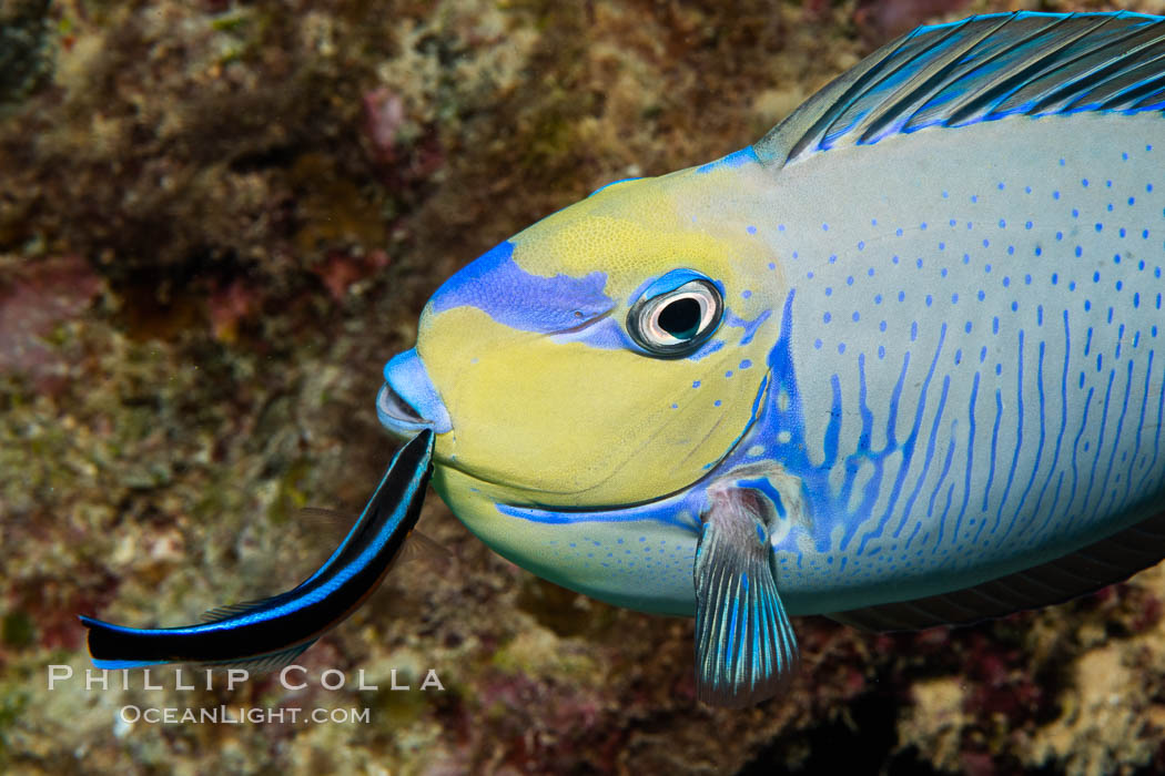 Bignose Unicornfish, Naso vlamingii, being cleaned by a small wrasse, Fiji. Namena Marine Reserve, Namena Island, Naso vlamingii, natural history stock photograph, photo id 34998