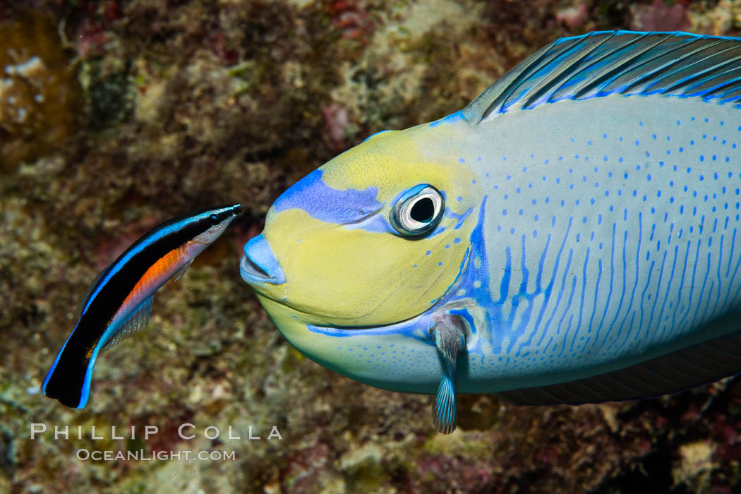 Bignose Unicornfish, Naso vlamingii, being cleaned by a small wrasse, Fiji, Naso vlamingii, Namena Marine Reserve, Namena Island