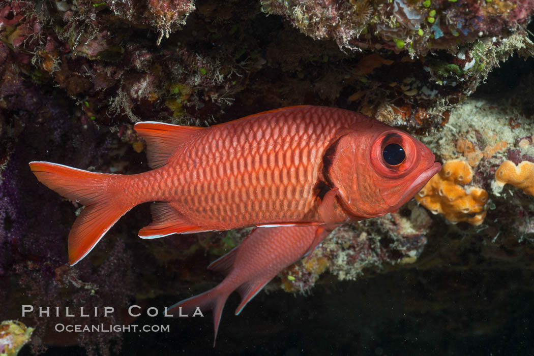 Bigscale Soldierfish, Myripristis berndti, Fiji. Makogai Island, Lomaiviti Archipelago, natural history stock photograph, photo id 31780