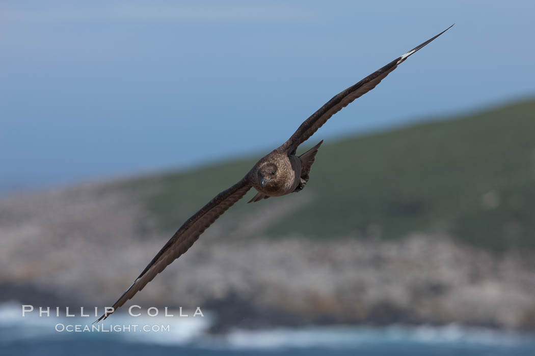  Steeple Jason Island, Falkland Islands, United Kingdom, natural history stock photograph, photo id 24245