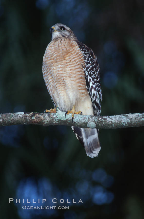 Unidentified bird. Homosassa River, Florida, USA, natural history stock photograph, photo id 05846