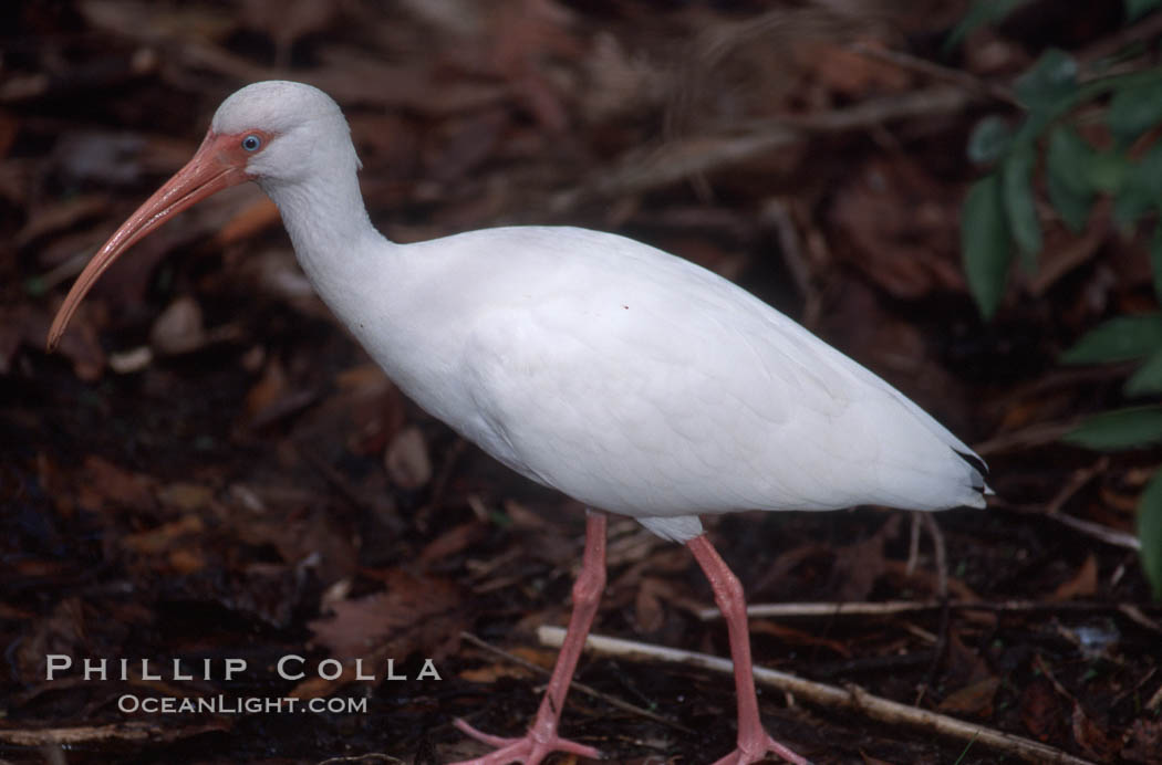 Unidentified bird. Homosassa River, Florida, USA, natural history stock photograph, photo id 05850